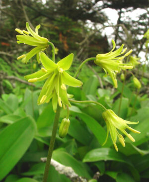 Клинтония бореалис за сенчести градини - Clintonia borealis