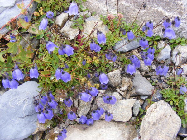 Кампанула чаровно красива почвопокривна и зимоустойчива за слънце - Campanula cochlearifolia Alpine breeze