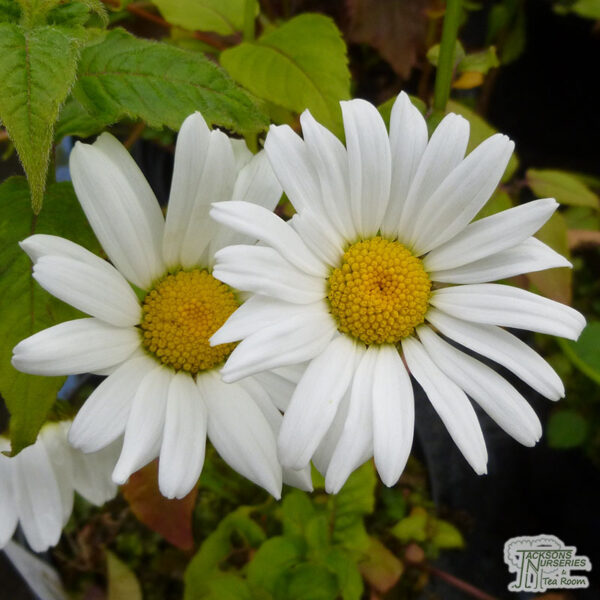 Леукантемум бяла многогодишна зимоустойчива маргаритка - Leucanthemum vulgare Filigran