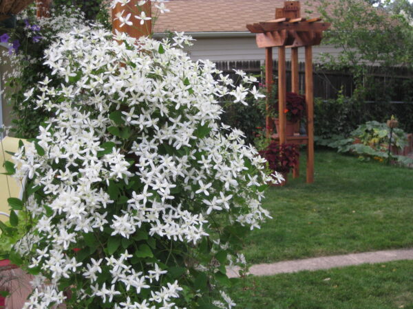 Клематис много ароматен и цъфти дълго - Clematis flammula