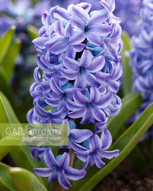 Ароматен зюмбюл синя вода не изчезва - Hyacinthus Aqua