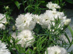 Диантус карамфил кичест смес много ароматен - Dianthus chinensis Grace double mix