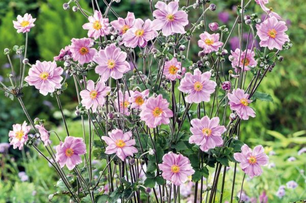 Анемоне многогодишно с презимуващо коренище с 10 см цвят - Anemone japonica