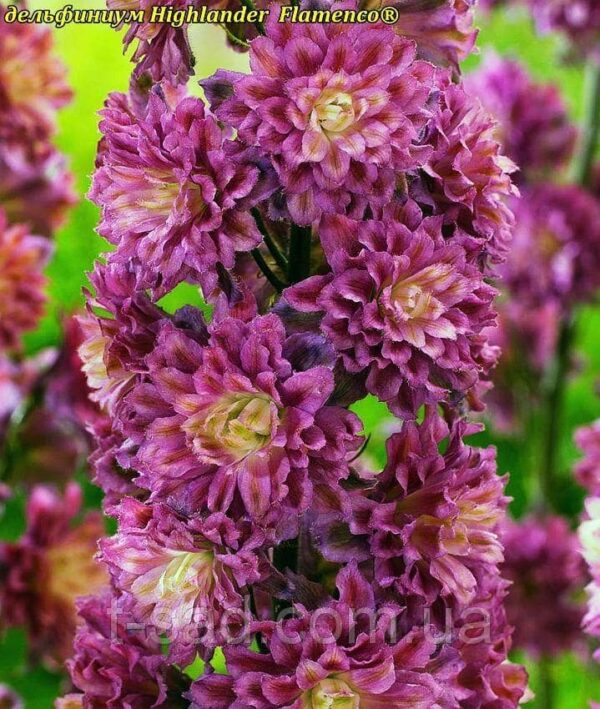 Делфиниум с магнетичен кичест розов цвят - Delphinium Flamenco Highlander