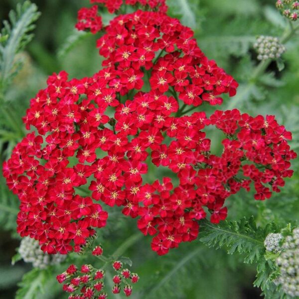 Ахилея Червена устойчива на суша и жега с безкраен цъфтеж - Achillea milefolium red velvet