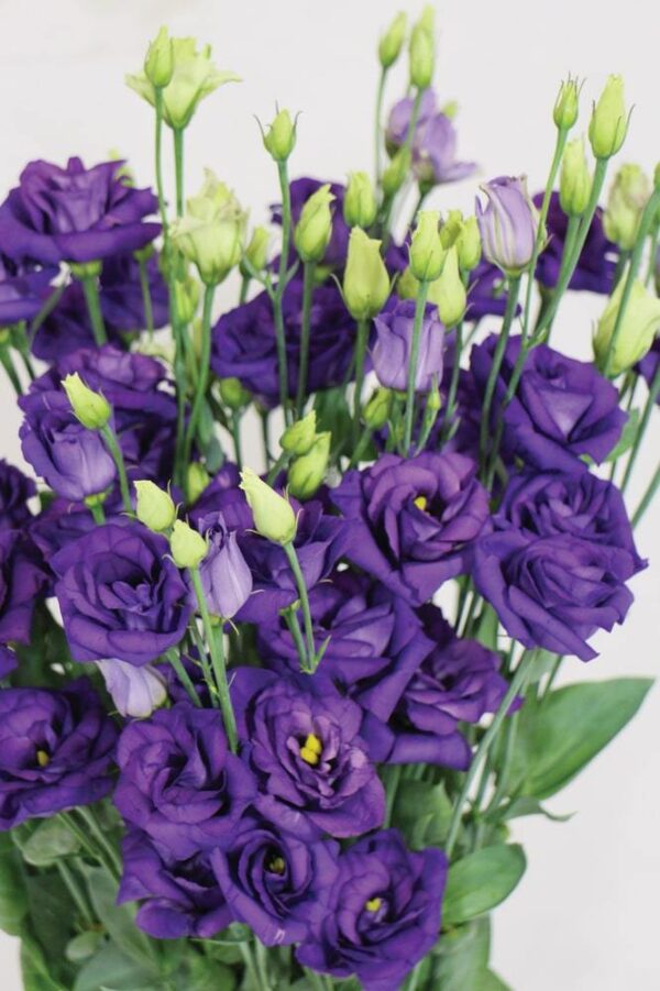 Лизиантус кичест лилав - Lisianthus double purple