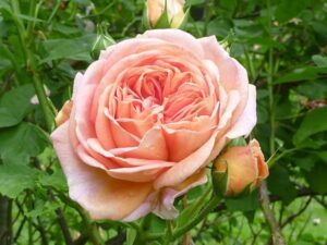 Роза увивна трицветна в розово жълто и оранжево 150 см висока - Rose Alchymist