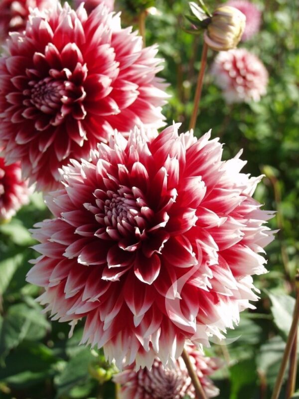 Далия снежна бура в червено и бяло - Dahlia red and white Fubuki