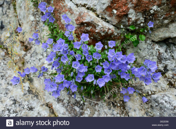 Кампанула чаровно красива почвопокривна и зимоустойчива за слънце - Campanula cochlearifolia Alpine breeze