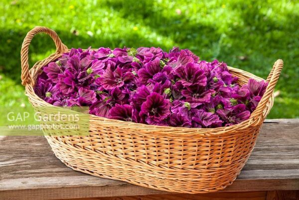 Малва храст Лилав облак от кадифени цветове - Malva Mauritiana Purple cloud