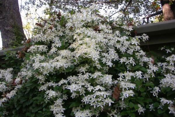 Клематис много ароматен и цъфти дълго - Clematis flammula