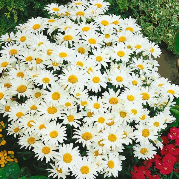 Маргаритка Сребърната принцеса компактна с безброй едри цветове - Leucanthemum silver princess