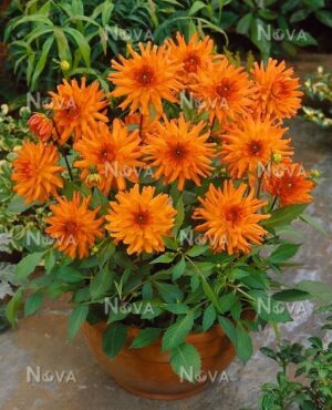 Далия саксийна оранжевото джудже - Dahlia orange pigmy