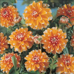 Далия бахамска праскова - Dahlia Bahama apricot