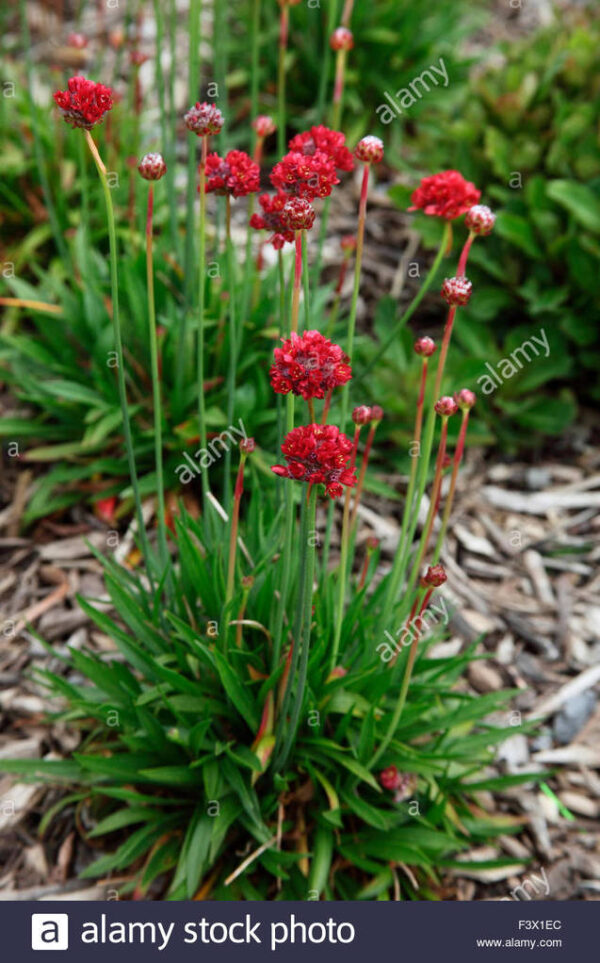 Армерия червената балерина с най-едрите цветове - Armeria pseudoarmeria red