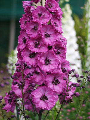 Делфиниум кичест розов с тъмно око - Delphinium double rose