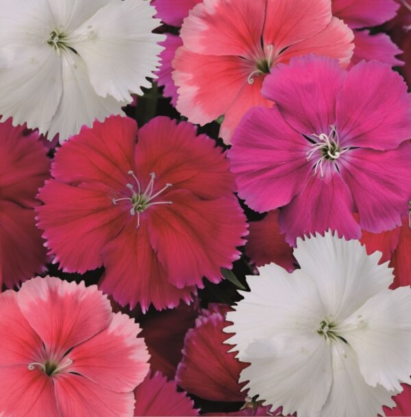 Карамфил Магическа корона изключително едроцветен с височина 25 см - Dianthus corona mix