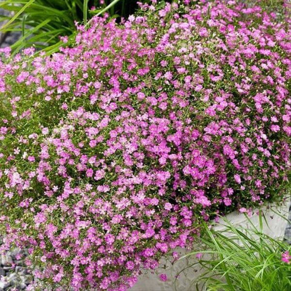 Гипсофила розова зимоустойчива за висящи кошници и почвопокривна - Gypsophila repens Filou rose