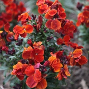 Шибой червен ароматен многогодишен едроцветен и елегантен - Erysimum red