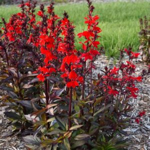 Лобелия многогодишен храст фантастично красив за градини и тераси - Lobelia speciosa burgundy