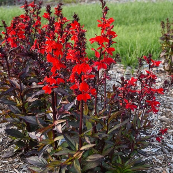 Лобелия многогодишен храст фантастично красив за градини и тераси - Lobelia speciosa burgundy