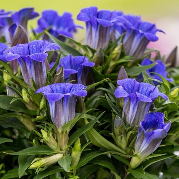 Джентиана многогодишна тинтява за алпинеуми в ярко синьо - Gentiana acaulis Kochiana