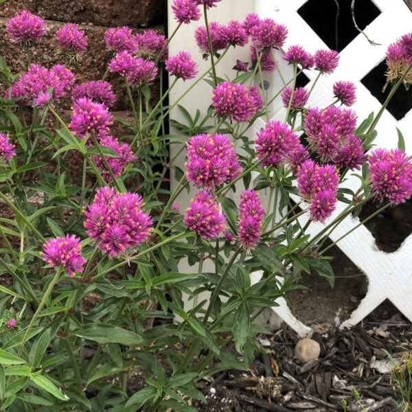 Гомфрена лесно за отглеждане сухо цвете цъфти цяло лято -Gomphrena globosa LAS VEGAS purple