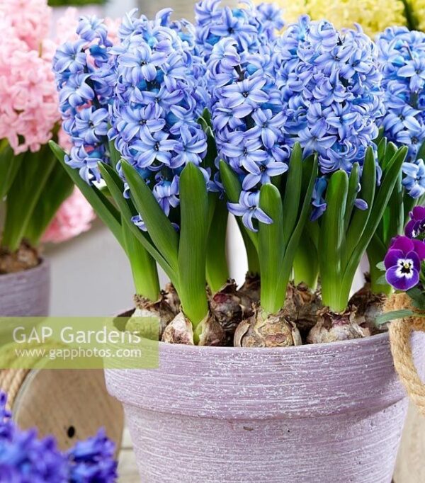 Ароматен зюмбюл синя вода не изчезва - Hyacinthus Aqua