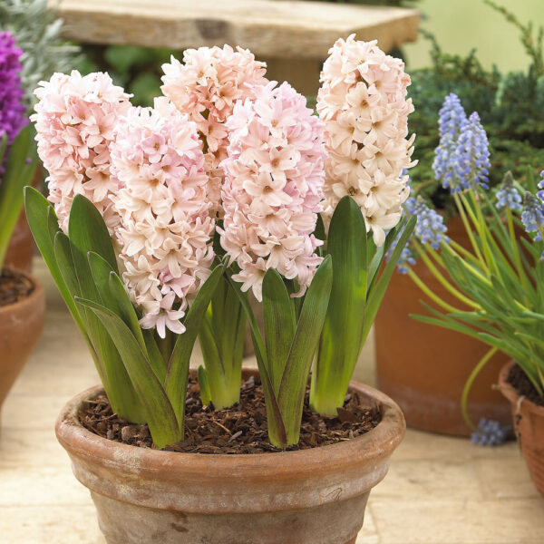 Ароматен зюмбюл уникален като цвят в прасковено - Hyacinthus Apricot Passion