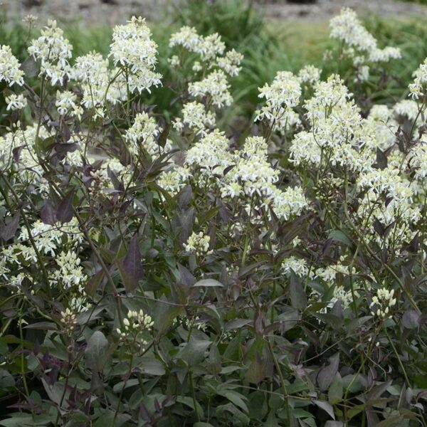 Клематис рядко срещан с червени листа и ароматни бели цветове - Clematis recta purpurea