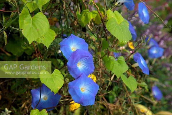 Грамофонче божествено синьо най-едроцветното увивно - Ipomoea Heavenly blue