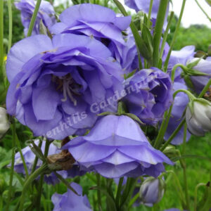 Кампанула кичеста синя -Campanula flore plena blue