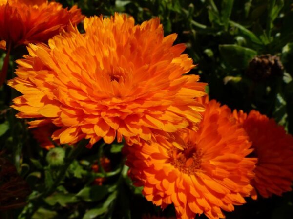 Невен кичест многогодишен оранженият диск - Calendula candyman orange