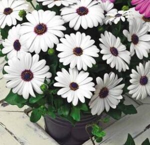 Остеоспермум от семена бял с лилаво око - Osteospermum Akila white with purple eye