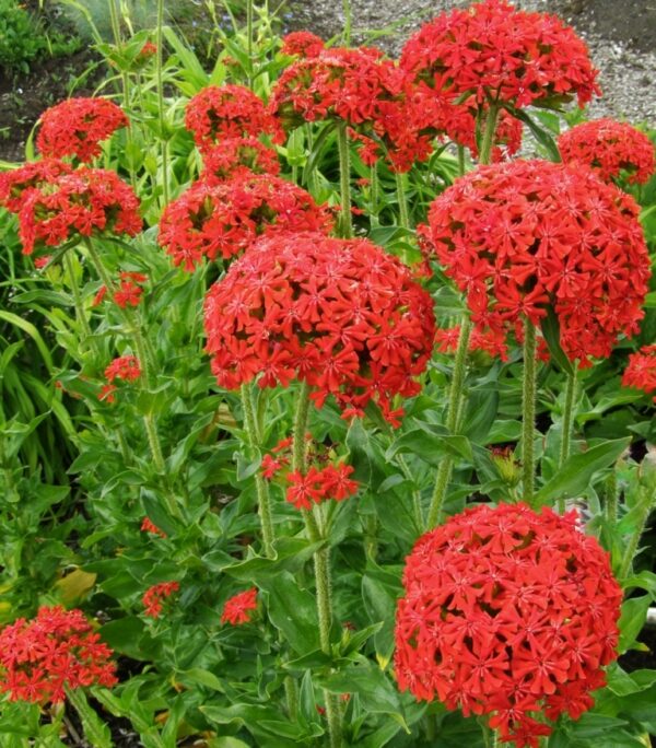 Лихнис не мръзне за слънчеви градини - Lychnis chalcedonica