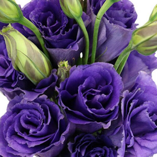 Лизиантус кичест лилав - Lisianthus double purple