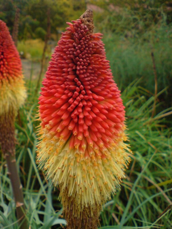 Книфофия Горещата факла многогодишна издържа на суша - Kniphofia uvaria Grandiflora