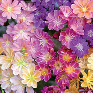 Левизия с очарователни преливащи цветове Небесна дъга - Lewisia Rainbow