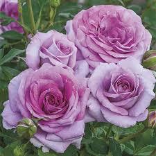 Роза храстовидна ароматна лилава в саксия - Rosa violet