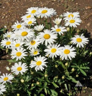 Маргаритка Сребърната принцеса компактна с безброй едри цветове - Leucanthemum silver princess