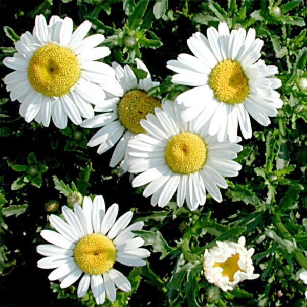 Хризантема многогодишна кралицата на маргаритите - Leucanthemum May queen