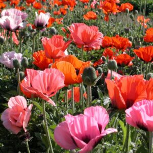 Мак многогодишен ориенталски с много едър 20 см цвят - Papaver orientale deluxe mix