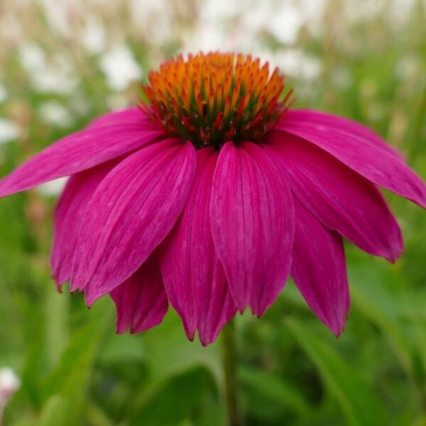 Ехинацея многогодишен храст тъмно розова с 15 см цвят - Echinacea Primadona deep rose