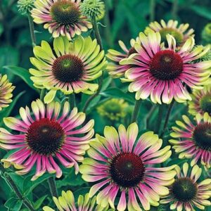 Ехинацея най-нестандартната ароматна розово торнадо - Echinacea green twister