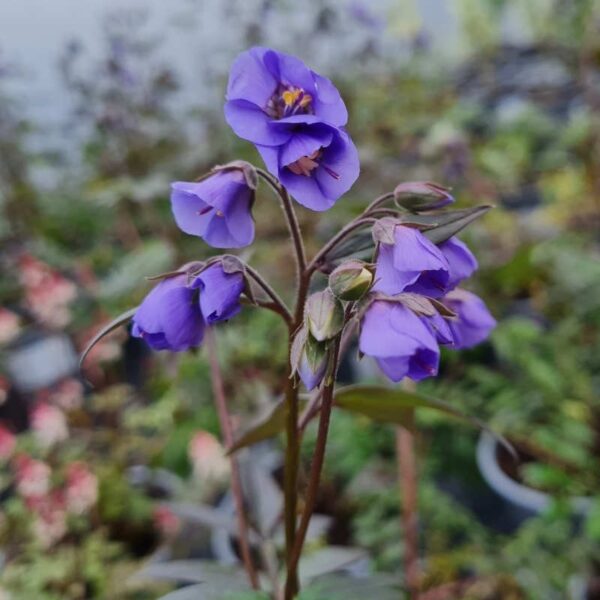 Полемониум едно от малкото сини цветя многогодишен - Polemonium boreale 'Heavenly Habit'