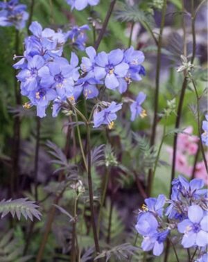 Полемониум с пурпурно червени листа и синьо - лилав цвят - Polemonium yezoense 'Purple Rain Strain'