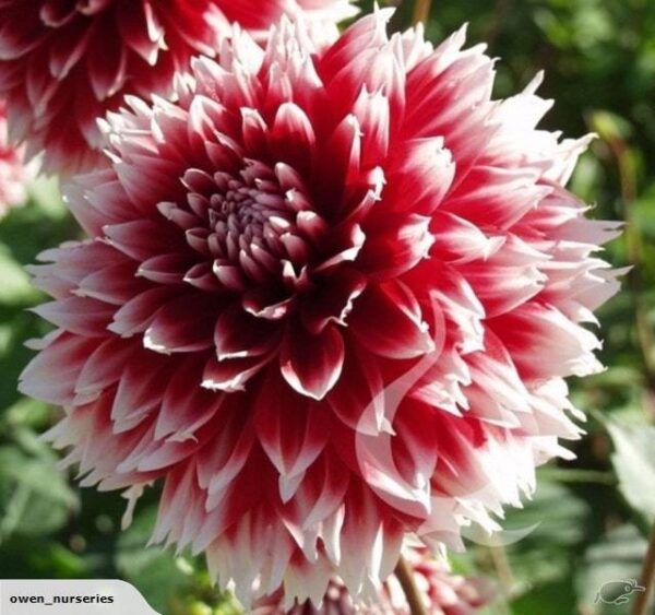 Далия снежна бура в червено и бяло - Dahlia red and white Fubuki