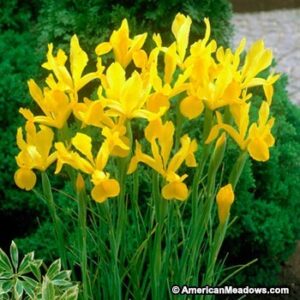 Ирис Холандика жълт - Iris Hollandica yellow