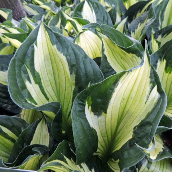 Хоста Хълк най-контрастно шарена и накъдрена - Hosta ‘Colored Hulk’