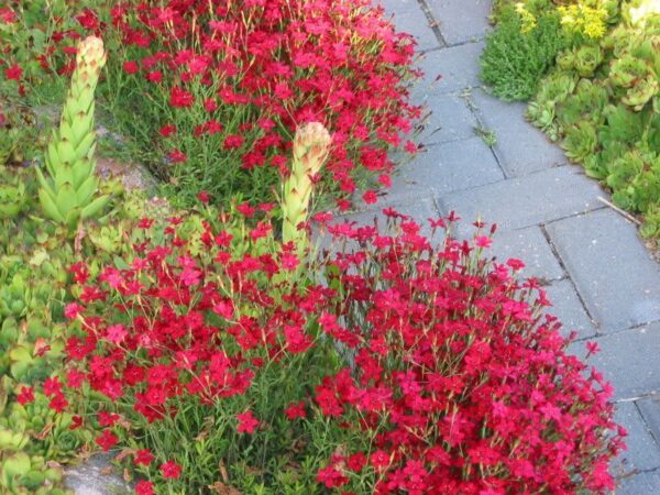 Карамфил многогодишен брилянтно червен не иска грижи - семена - Dianthus delthoides carmine red